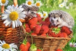 5dc6c7ad44d69.webp