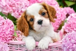 605a257b8bcb4.webp